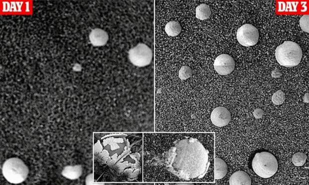 قارچ در مریخ