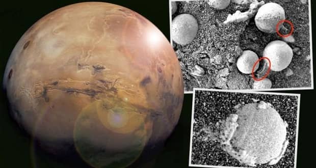 قارچ در مریخ