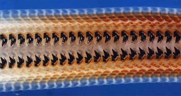 کشف گونه نادری از آهن در دندان گهواره دریایی دانشمندان را شگفت‌زده کرد