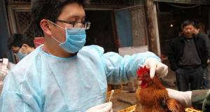 نوع جدید آنفلوانزای مرغی