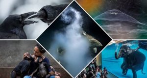 مسابقه عکاسی حیات وحش 2021