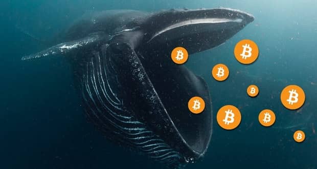 خرید انبوه بیت کوین توسط نهنگ ها