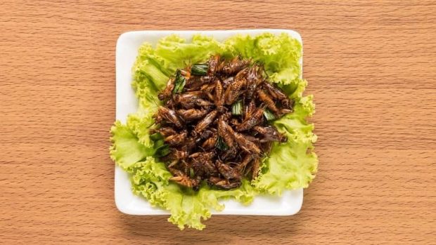 جایگزینی حشرات با گوشت دامی