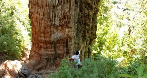 قدیمی ترین درخت جهان