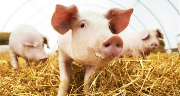 تولید کلون خوک با استفاده از هوش مصنوعی