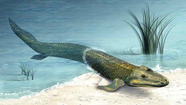 فسیل ماهی باستانی