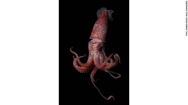 ماهی مرکب - یک گونه جدید از اقیانوس ها