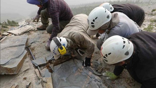 فسیل های کشف شده در لستر
