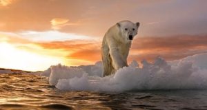 خرس قطبی-انقراض دسته جمعی بزرگ