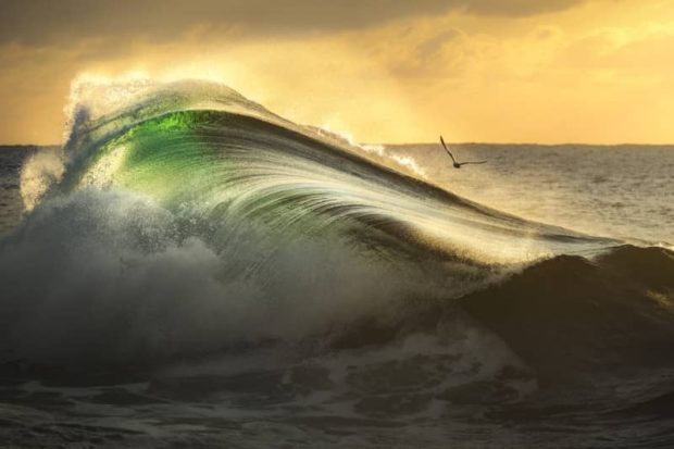دسته هنرهای زیبا مسابقه عکاسی از اقیانوس 2022