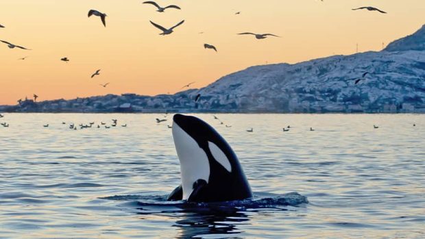 شکار کوسه سفید توسط نهنگ های قاتل
