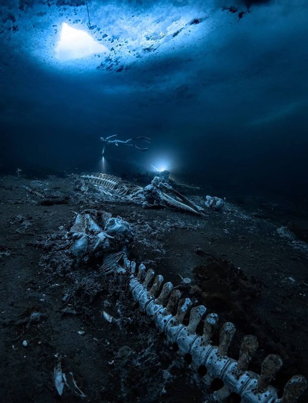 مسابقه عکاسی زیر آب 2022
