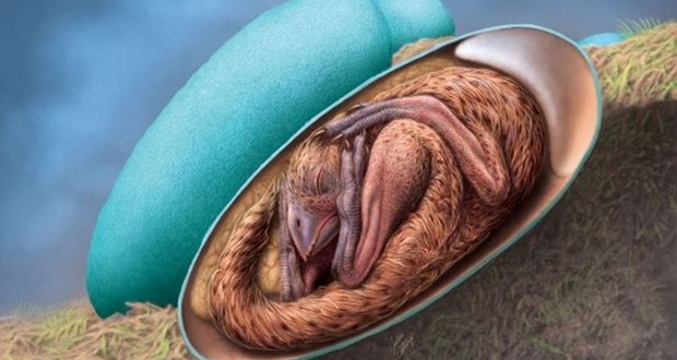 کشف جنین 72 میلیون ساله از دل تخم دایناسور فسیل شده