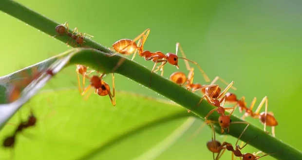 تعداد مورچه ها