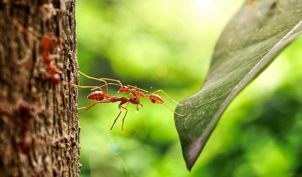 تعداد مورچه های جهان