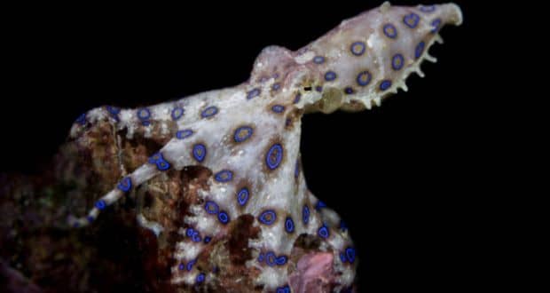 اختاپوس حلقه آبی، از خطرناک ترین موجودات اقیانوس
