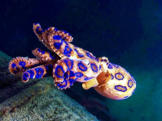خطرناک ترین موجودات اقیانوس، اختاپوس حلقه آبی