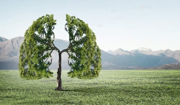 تاثیر تنفس انسان در رشد درختان