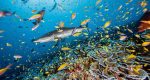 ماهی‌های کوچک صخره‌ای - برترین تصاویر نشنال جئوگرافیک سال ۲۰۲۲