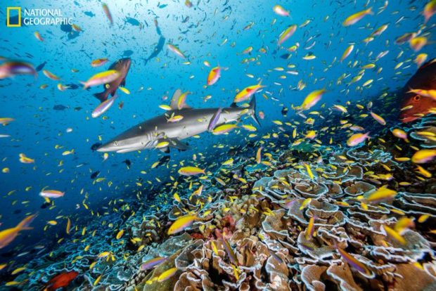 ماهی‌های کوچک صخره‌ای - برترین تصاویر نشنال جئوگرافیک سال ۲۰۲۲ 