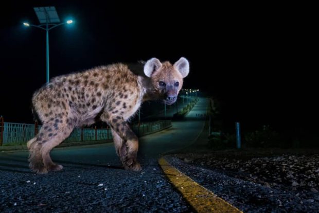 برترین تصاویر دنیای حیات وحش در سال ۲۰۲۲