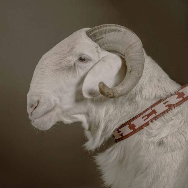 Worlds Most Expensive Sheep 2 620x620 - عکس| این گوسفند هم قیمت مرسدس بنز CLS مدل 2023 است!