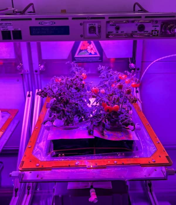 پرورش گوجه در ایستگاه فضایی