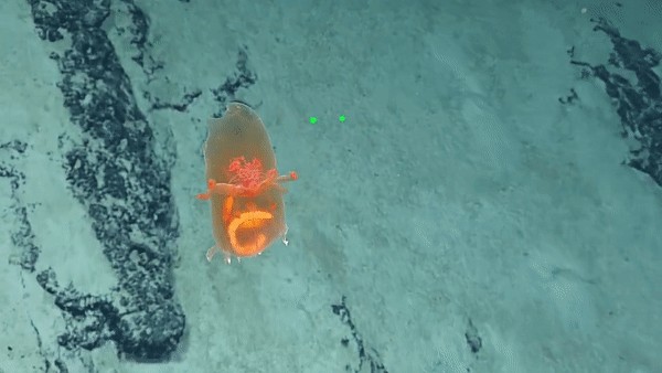 عجیب‌ ترین موجودات دریایی