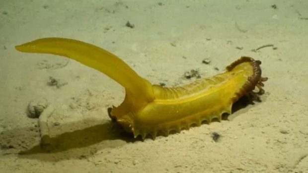 مرموز و عجیب‌‌ترین موجودات دریایی کشف‌شده