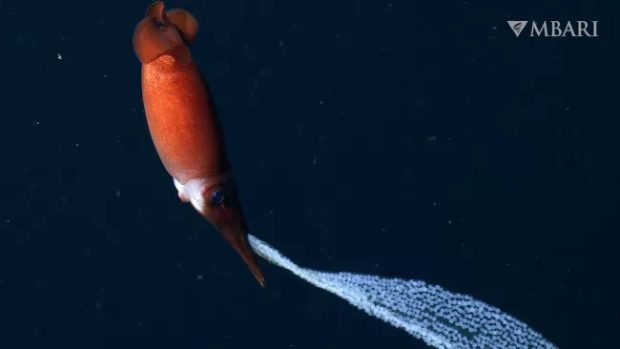 مرموز و عجیب‌‌ترین موجودات دریایی کشف‌ شده