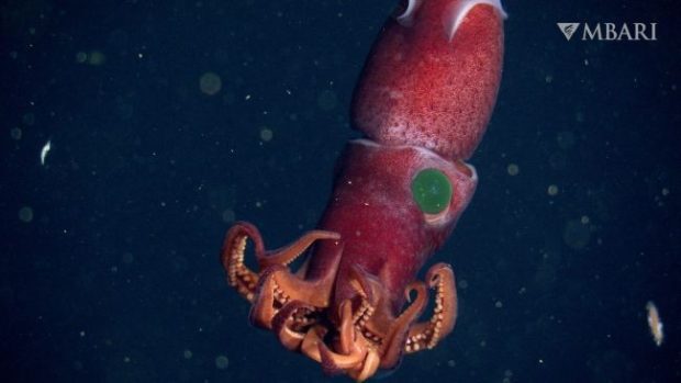 عجیب‌ ترین موجودات دریایی