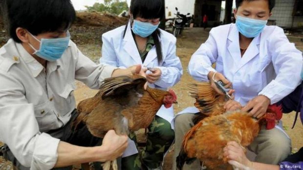 آنفولانزای پرندگان چین