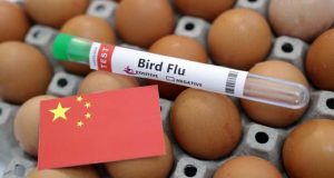 آنفولانزای پرندگان چین