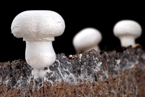 Plastic-eating fungi and bacteria