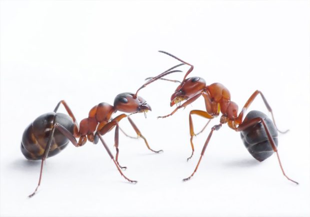 این انگل طول عمر مورچه ها را سه برابر می‌کند