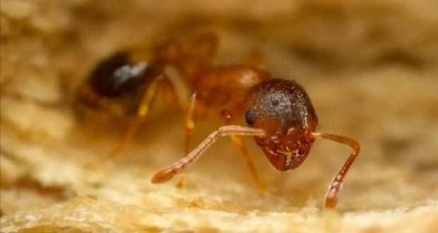 تاثیر انگل بر طول عمر مورچه‌ ها