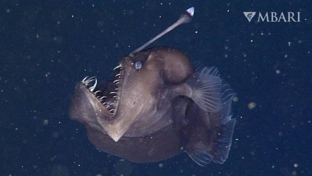 چرا ماهی های اعماق دریا شبیه موجودات فضایی هستند؟