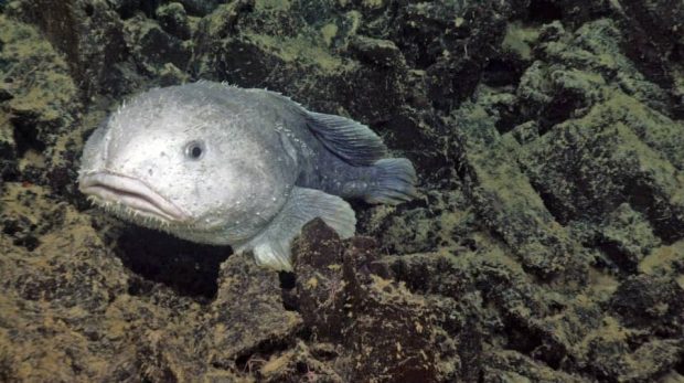 چرا ماهی های اعماق دریا شبیه موجودات فضایی هستند؟