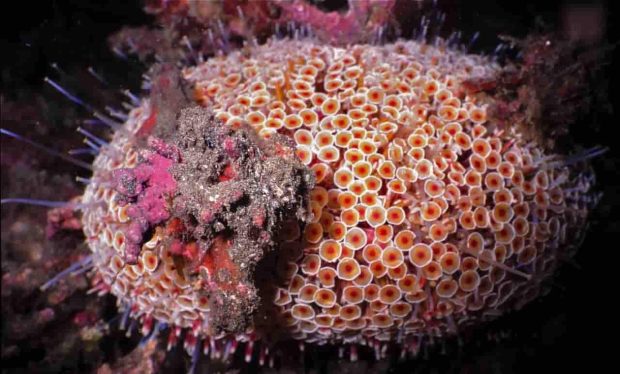 سمی ترین موجودات دریایی - توتیای گلی