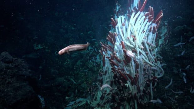 کشف یک جهان مخفی با موجوداتی ناشناخته در زیر دریا