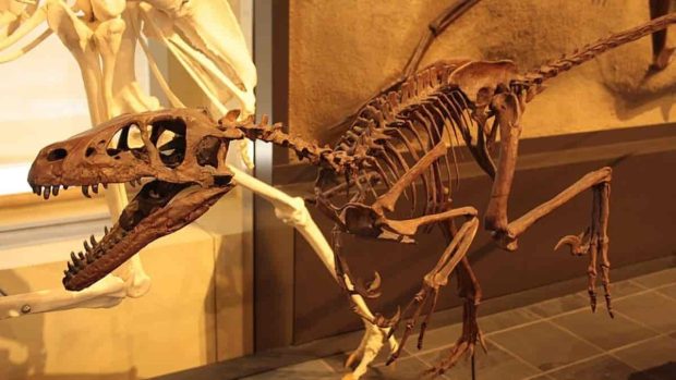 عجیب ترین چیزهای پرتاب شده به فضا - استخوان دایناسور