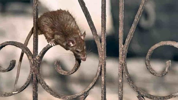 نبرد انسان و طبیعت - قتل عام موش ها