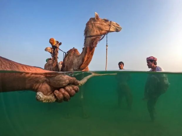 شستشوی شترها در امارات - تصاویر منتخب مسابقه عکاسی Siena 2023