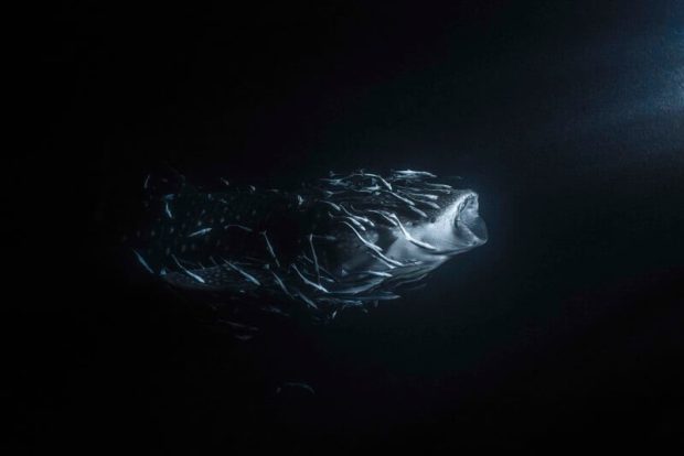 عکاسی اقیانوس 2023 - کوسه نهنگ