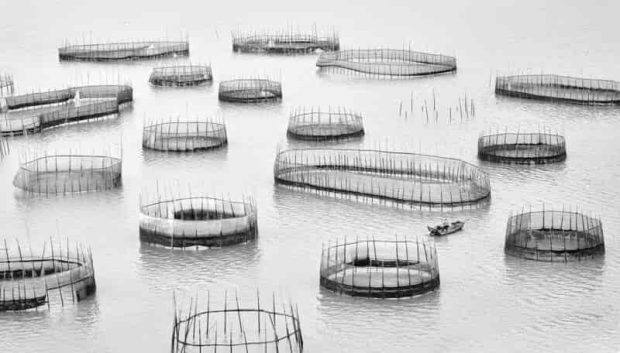 عکاسی اقیانوس 2023 - حصار ماهیگیری در چین
