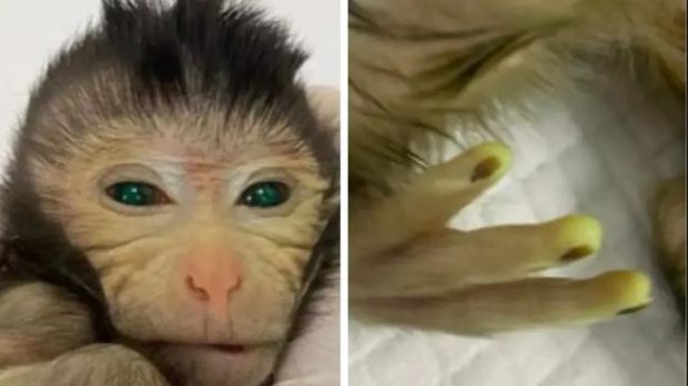 دستکاری ژنتیکی بچه میمون توسط چینی ها