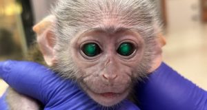 دستکاری ژنتیکی بچه میمون توسط چینی ها