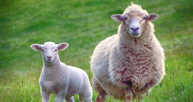 گوسفند استرالیا
