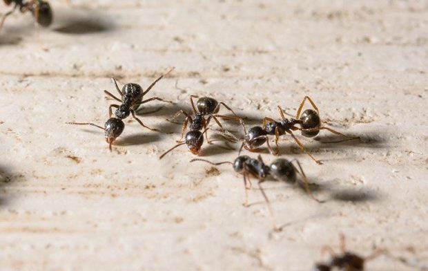 الگوبرداری از زندگی مورچه ها برای جنگ