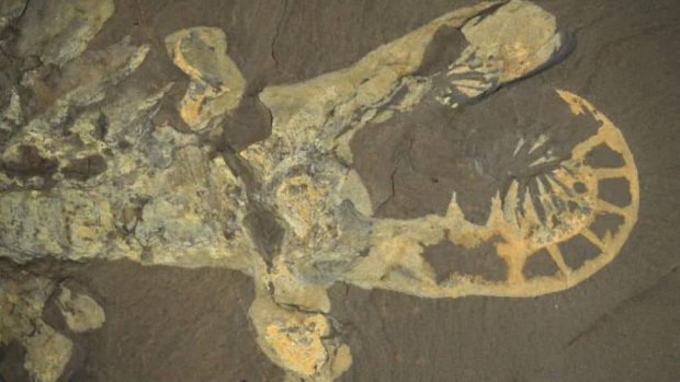 وحشتناک ترین فسیل های کشف شده در سال 2023